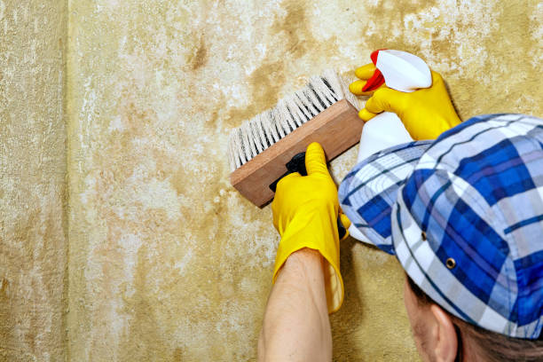 Trusted Mount Olive, AL Mold Removal Experts