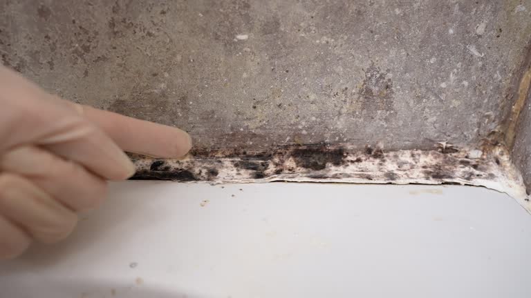 Best Emergency Mold Remediation  in Mount Olive, AL