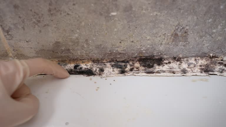 Best Mold Prevention Services  in Mount Olive, AL